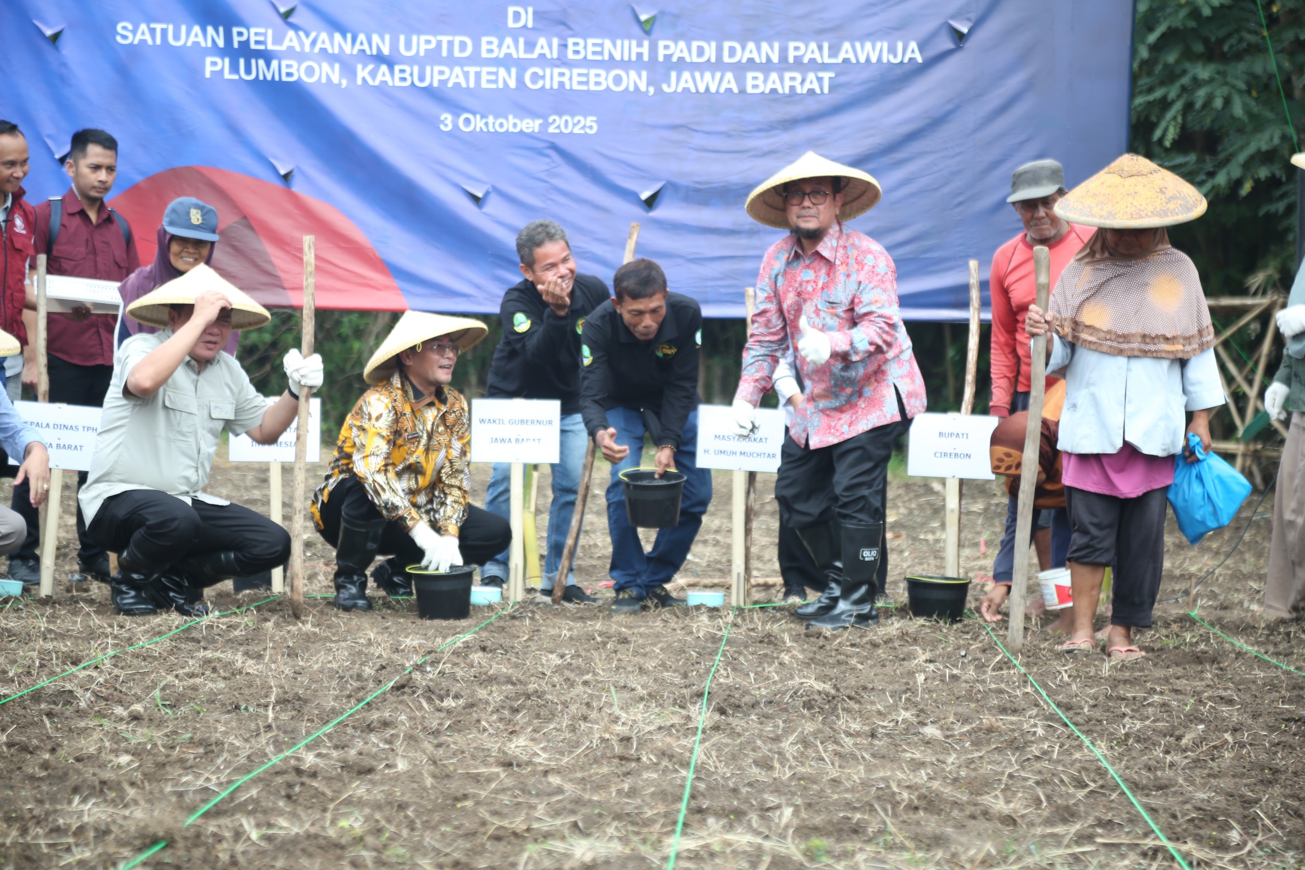 Pemkab Cirebon Tanam Sorghum, Alternatif Pengganti Beras untuk Wujudkan Ketahanan Pangan