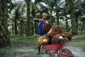 Kelapa Sawit Komoditas Strategis bagi Indonesia dan ASEAN (foto: republika.co.id)