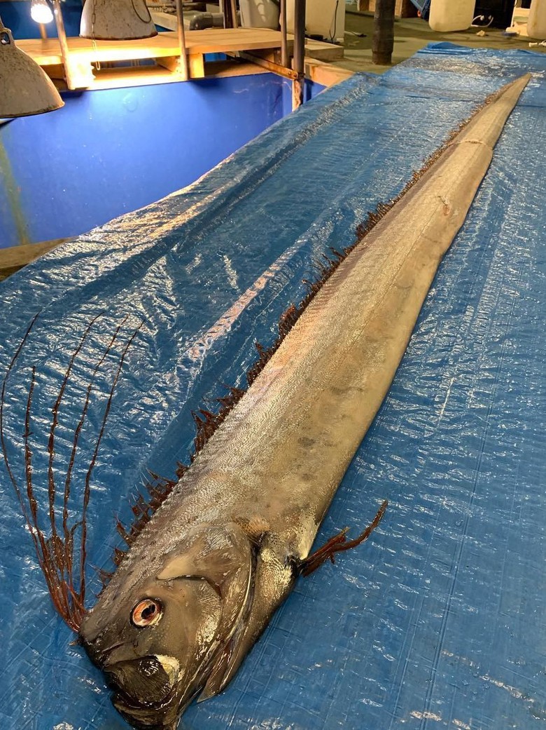 Kemunculan oarfish di pantai Jepang memicu kekhawatiran terjadi bencana alam (Instagram/@uozuaquarium_official/detikcom)