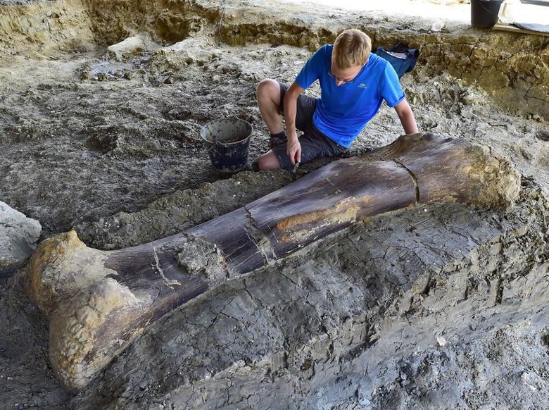 Tulang paha dinosaurus raksasa yang ditemukan di Prancis (GEORGES GOBET/AFP/detikcom)