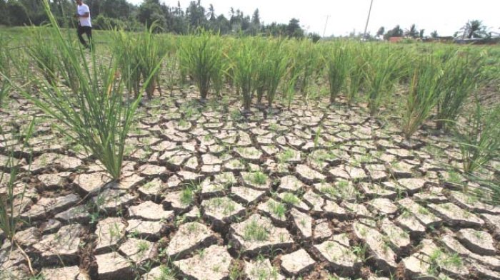 Sawal milik petani kekeringan