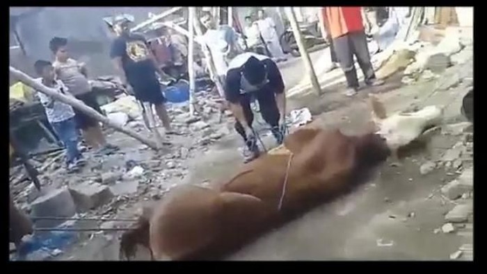 Asep tersungkur saat hendak menyembelih sapi kurban. (Foto: tangkapan layar video viral/detikcom)