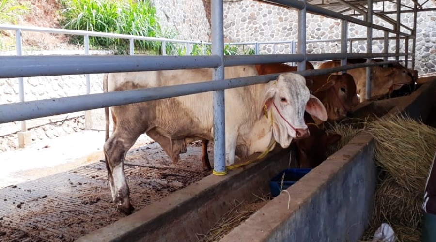 Foto: Sapi pasundan atau bos sundaicus kini tengah dikembangkan oleh UPT Pembibitan Ternak pada Dispernakan KBB.Foto: dara.co.id/zein