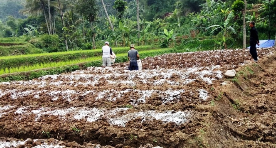 Petani di Desa Tanjungwangi, Kecamatan Cililin, Kabupaten Bandung Barat, Jawa Barat, antusias mengembangkan Kacang Madame kualitas premium. Foto: dara.co.id/zein

