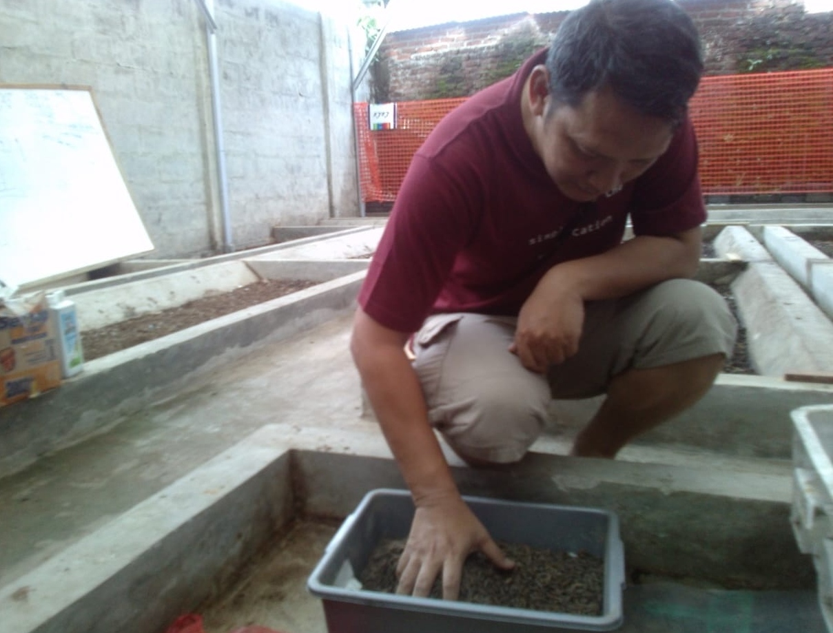 Teguh Gunadi tengah merawat lalat hitam atau Black Soldier Fly (BSF) di kediamannya di Kampung Mahmud, Desa Mekar Rahayu, Kecamatan Margaasih, Kabupaten Bandung, Jawa Barat. Foto: Zein/dara.co.id