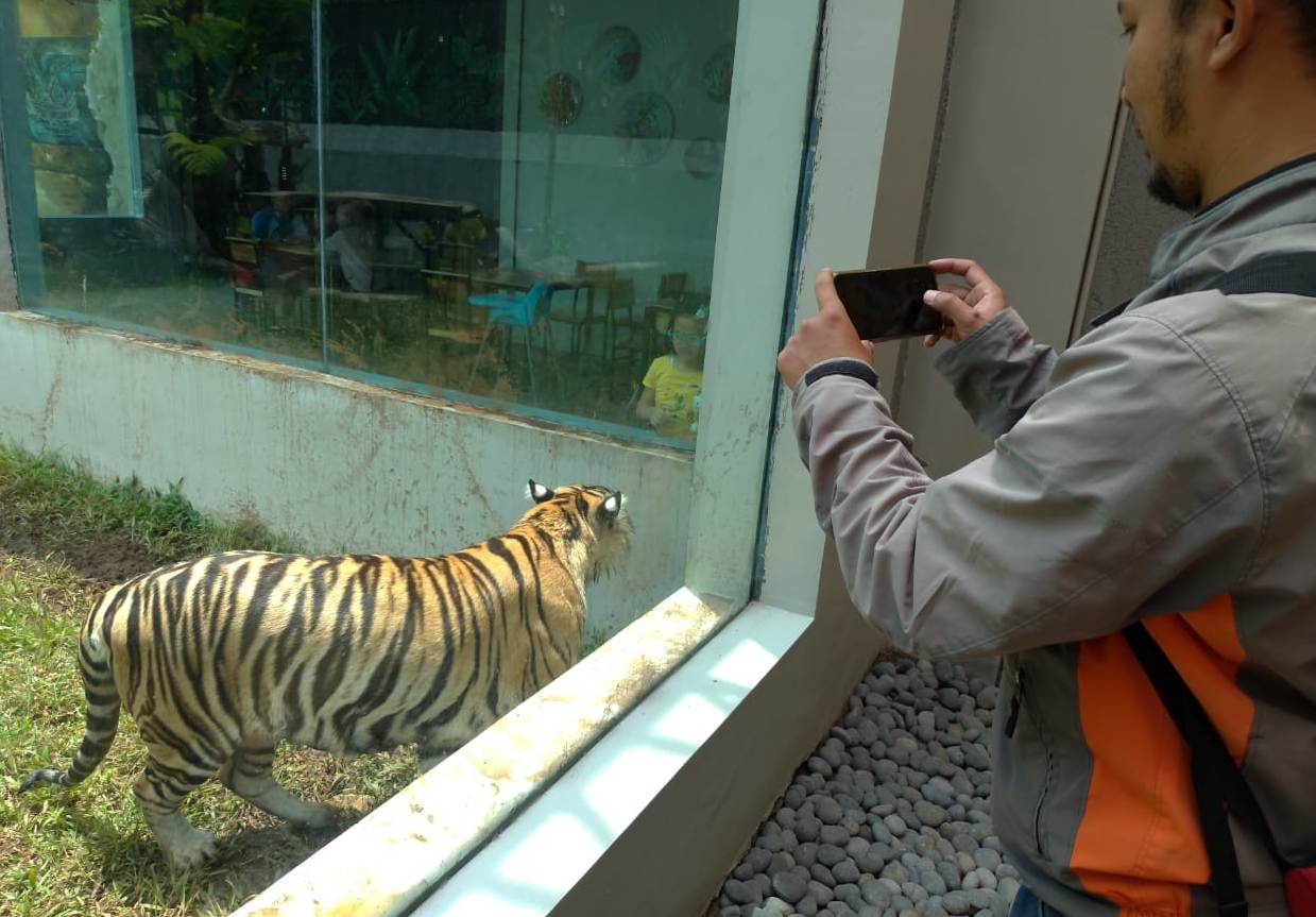 Seorang pengunjung tengah memfoto Harimau Benggala yang berada di tengah-tengah sebuah resto di Lembang Park and Zoo, Kecamatan Parongpong, KBB, Jawa Barat. Foto: Muhammad Zein/dara.co.id