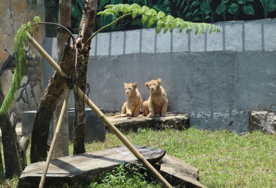 Blonde dan Snowy jadi koleksi satwa baru yang dimiliki Lembang Park and Zoo. (Foto: Muhammad Zein/dara.co.id)