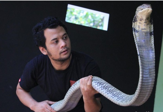 Panji Petualang dan Ular King Kobra Garaga. (Foto: detik.com)