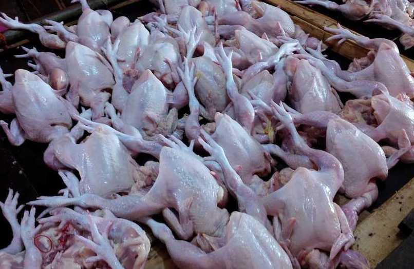 Ayam potong. (Foto: Suara Pembaruan/Carlos Barus)