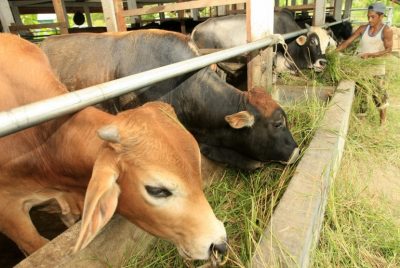 Ilustrasi sapi makan rumput. (Foto: republika.co.id)