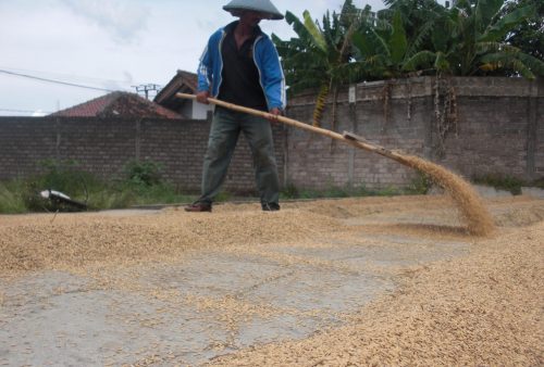 Petani di Ciranjang, Kabupaten Cianjur, Jawa Barat. (Foto: Angga Purwanda/dara.co.id)