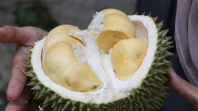 Ilustrasi buah durian. (christopher1710/Pixabay)