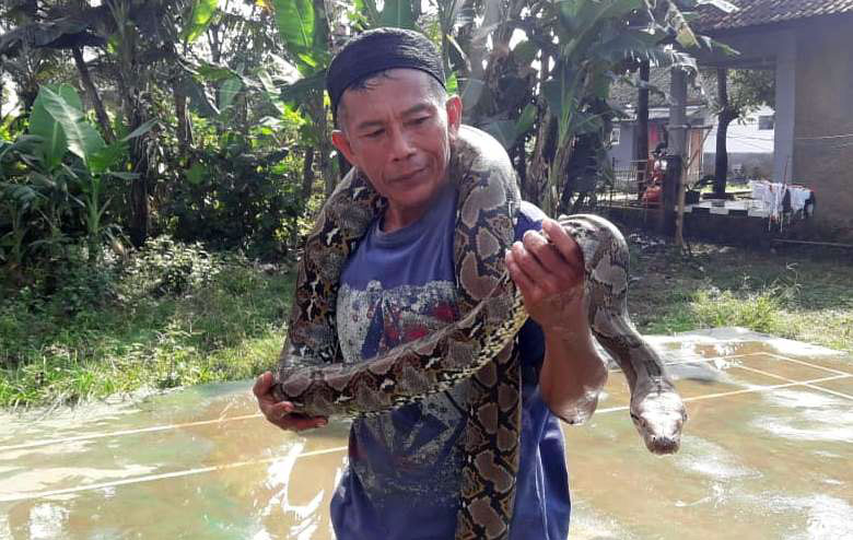 Seorang warga berhasil menangkap seekor ular sanca kembang di Kampung Jero, Desa Maleber, Kecamatan Karangtengah, Kabupaten Cianjur, Jawa Barat, Senin (15/6/2020). (Foto: Angga Purwanda/Dara.co.id)