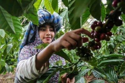 Ilustrasi petani kopi (Foto: kompasiana.com/acehtrend.co)