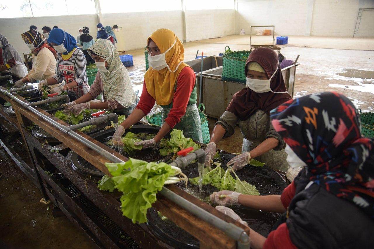 Ibu-ibu petani Desa Tenjolaya, Kecamatan Pasirjambu, Kabupaten Bandung, Jawa Barat sedang menanam sayuran hidroponik. Desa dinobatkan sebagai juara Kampung Tangguh Covid-19 Tingkat Polresta Bandung, Rabu (24/6/2020). (Foto : humas pemkab bandung)
