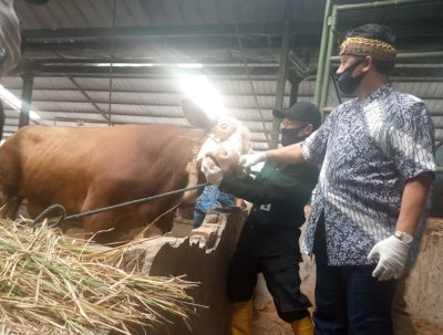 Bupati Bandung, Dadang M. Naser saat meninjau pemeriksaan hewan kurban di RPH Sukatani, Desa Gandasari, Kecamatan Katapang, Kabupaten Bandung, Jawa Barat, Kamis (23/7/2020). (Foto: Verawati/dara.co.id)