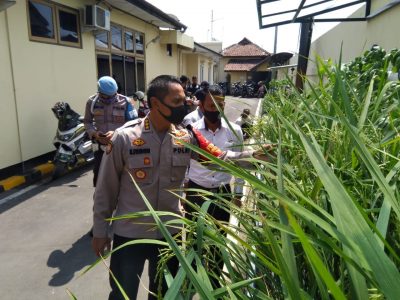 Kapolresta Cirebon, Kombes Pol M. Syahduddi mengecek tanaman padi metode aquaponik di halaman Mapolresta Cirebon, Jalan Dewi Sartika, Kecamatan Sumber, Kabupaten Cirebon, Jawa Barat. (Foto: Yohanes Charles/dara.co.id)