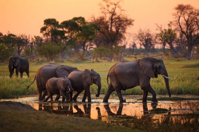 
Ratusan gajah di Botswana mati secara misterius. (Foto : inews.id)
