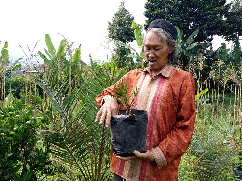 Sultan Rustana, pembudidaya pohon kurma asal Kampung Gambung Desa Mekarsari Kecamatan Pasirjambu, Kab. Bandung (Foto : ist)

