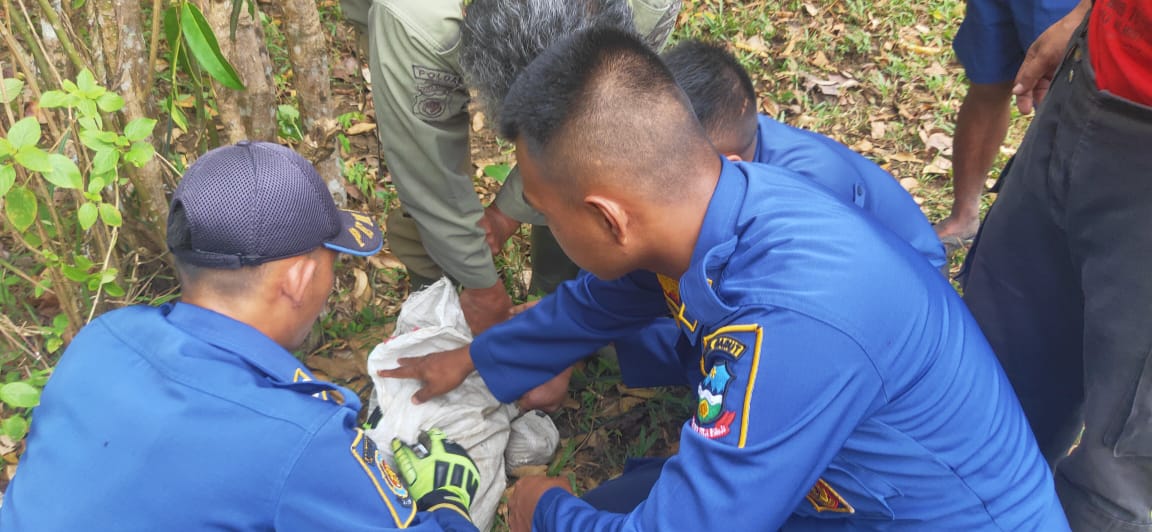 Petugas Unit Pelaksana Teknis (UPT) Disdamkar Pameungpeuk saat mengevakuasi seekor monyet peliharaan yang lepas di Desa Mandalakasih, Kecamatan Pameungpeuk, Kabupaten Garut, (Foto: Andre/dara.co.id)