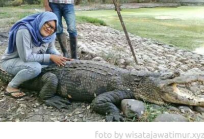 Seorang pengunjung berfoto dengan Baron, Buaya Raksasa yang menjadi icon penangkaran buaya Blanakan Subang. (Foto : by wisata jawatimur)