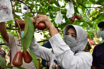 Wali Kota Banjar Ade Uu Sukaesih, saat memanen jambu air jenis mutiara hitam di lokasi Agrowisata Langensari. (Foto:bayu/dara.co.id)
