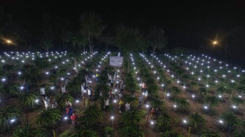 Tak hanya hadir menerangi rumah-rumah warga, PLN juga membawa cahaya ke kebun buah naga di NTT melalui program program Tanggung Jawab Sosial dan Lingkungan (TJSL) (Foto :Vice President Komunikasi Korporat PLN)