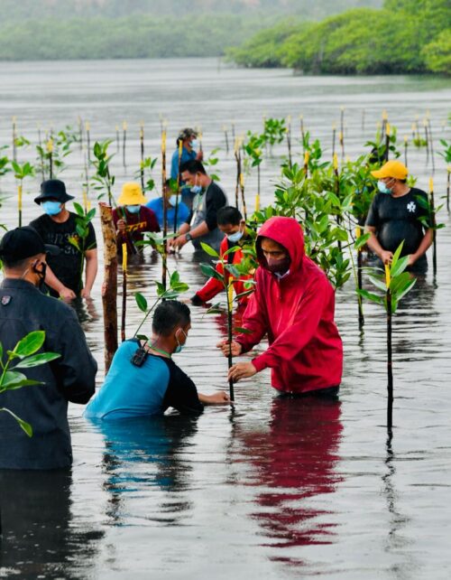 Presiden Joko Widodo melakukan penanaman mangrove bersama masyarakat di Pantai Setokok, Batam, Kepri, Selasa (28/09/2021). (Foto: BPMI Setpres/Laily Rachev)
