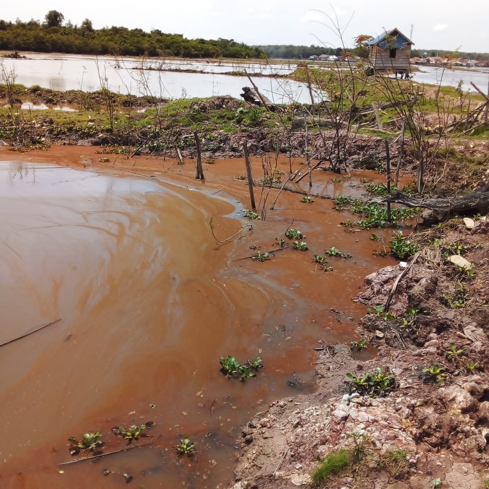 Penampakan sungai Lingkis yang diduga tercemar limbah (Foto: Istimewa)