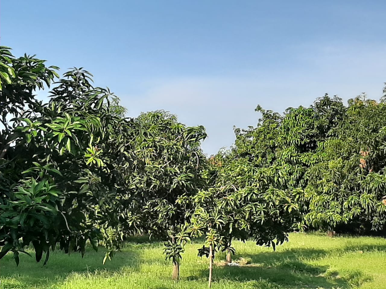 Pohon mangga gedong gincu (Foto: Warta Tani)