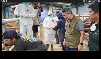 
Kepala Dinas Pertanian Kabupaten Bandung Dr. Ir H. A Tisna Umaran, M.P., saat memantau hewan ternak sapi di Kabupaten Bandung. (Foto : dara.co.id)
