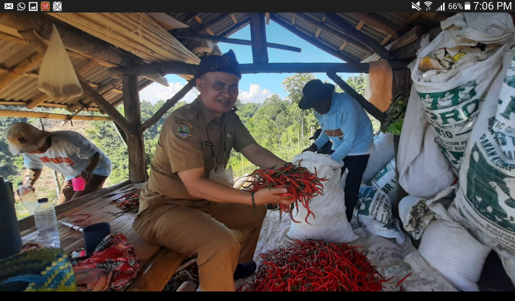 Kabid Sarana Distan Kabupaten Bandung Ir Agus Lukman bersama petani saat panen cabai merah di Desa Sukanagara Kecamatan Soreang Kabupaten Bandung, Selasa (5/7/2022). (Foto Arsip Distan Kabupaten Bandung)