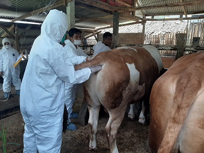 

Sapi yang diberi nama i Afgan, saat sedang diperiksa untuk dijadikan hewan kurban (Foto: ist)
