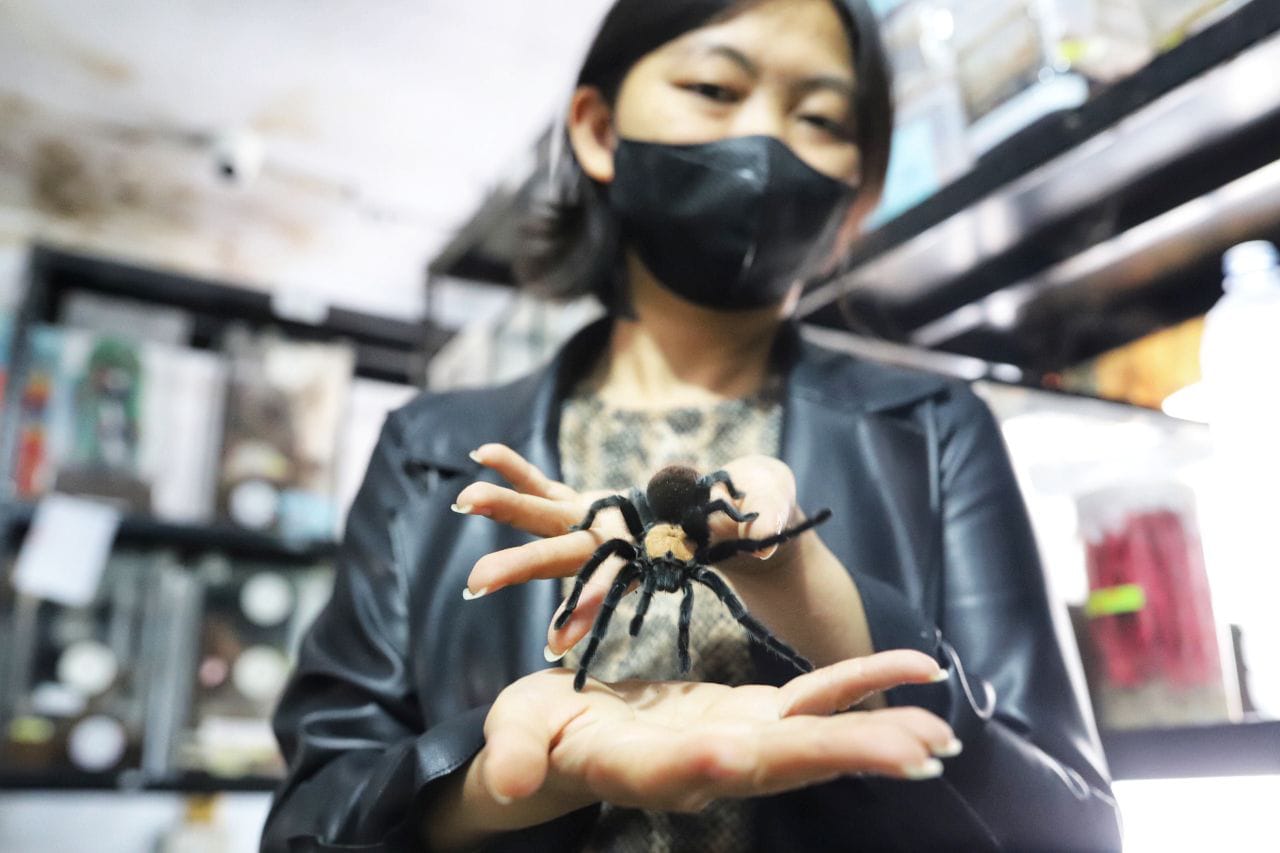 The Ming Cu Spider Lovers Petshop (Foto: bandung.go.id)