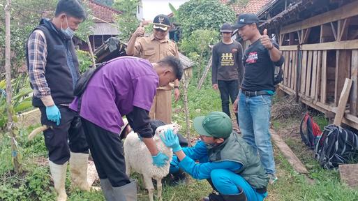 Dispernakan KBB pada saat melakukan vaksinasi pada domba (Foto: Istimewa)
