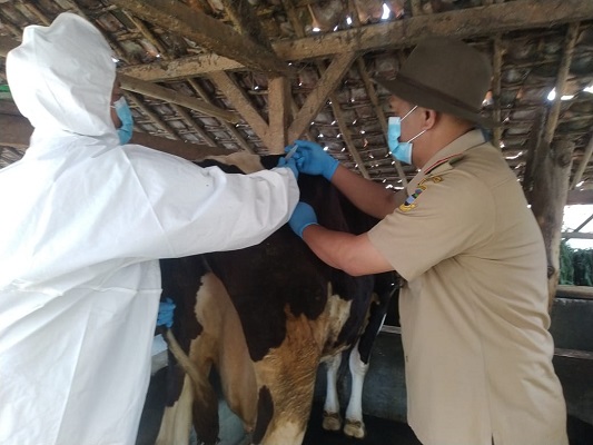 Petugas dari  Dinas Perikanan dan Peternakan Kabupaten Bandung Barat  saat memberikan vaksin kepada seekor sapi (Foto: heny/dok)
