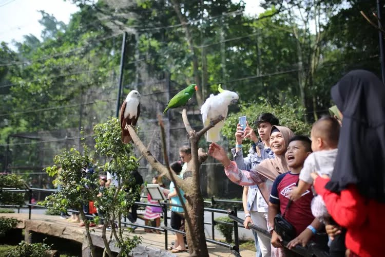 
Pengunjung Kebun Binatang Bandung sedang bercengkrama sambil memberi makan burung kakak tua (Foto: bandung.go.id)
