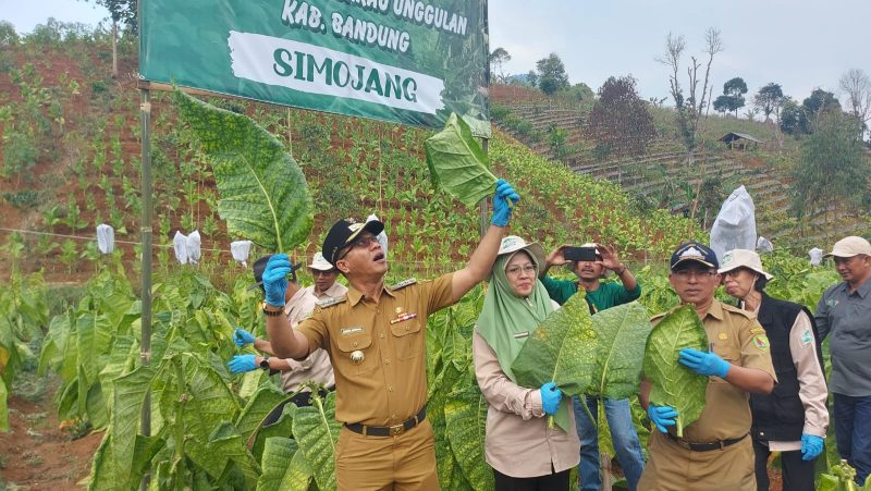 
Bupati Bandung Dadang Supriatna panen raya tembakau varietas kayangan, simojang  dan himar di Sirkuit Gunung Buleud (SGB) Desa Mandalasari, Kecamatan Cikancung, Kabupaten Bandung, Jawa Barat, Selasa (29/8/2023). (Foto: diskominfo)
