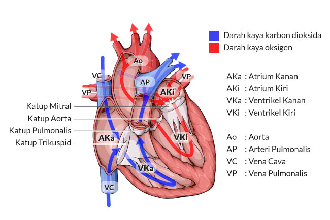 Ilustrasi (Foto: Alodokter)