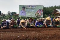 
 Pj Bupati Bandung Barat Arsan Latif bersama para perangkat daerah serta Forkopimda KBB menanam cabai dan bawang merah. (Foto: heny/dara)
