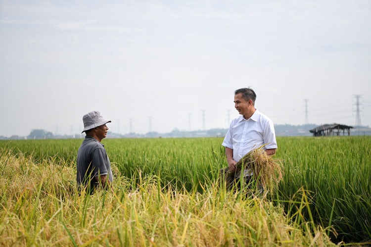 Pj. Gubernur Jawa Barat Bey Machmudin panen padi Gembira Salibu di Laboratorium Pokja Agraria Gerakan Pilihan Sunda, Kabupaten Bandung, Sabtu (13/1/2024). (Foto: admin diskominfo)