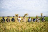 

Pj. Gubernur Jawa Barat Bey Machmudin panen padi Gembira Salibu di Laboratorium Pokja Agraria Gerakan Pilihan Sunda, Kabupaten Bandung, Sabtu (13/1/2024). (Foto: admin diskominfo)