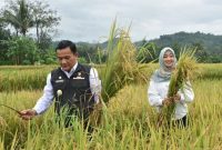 
Penjabat (Pj) Bupati Majalengka Dedi Supandi menyabit pohon padi pada panen raya di Kabupaten Majalengka, Jawa Barat, Sabtu (9/2/2024). (Foto: deram/dara)

