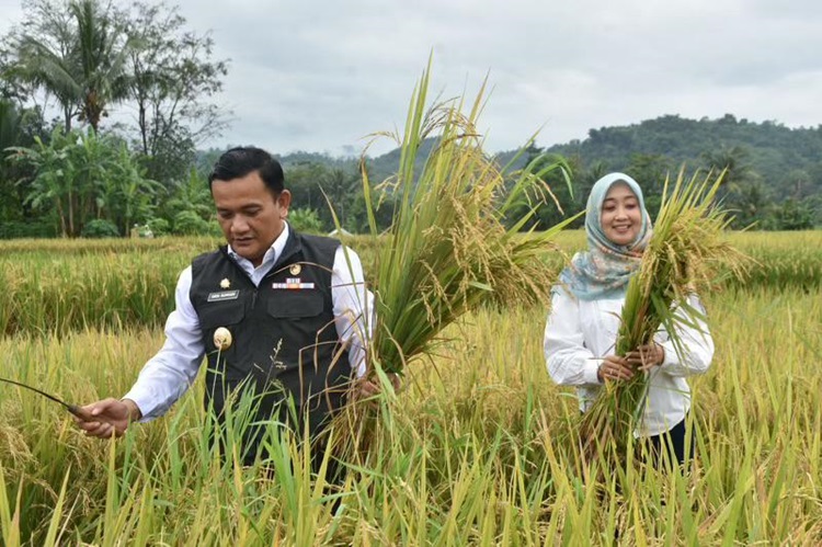 
Penjabat (Pj) Bupati Majalengka Dedi Supandi menyabit pohon padi pada panen raya di Kabupaten Majalengka, Jawa Barat, Sabtu (9/2/2024). (Foto: deram/dara)

