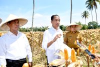 Presiden Jokowi meninjau panen raya jagung di Kabupaten Boalemo, Provinsi Gorontalo pada Senin (22/04/2024). (Foto: BPMI Setpres/Rusman)

