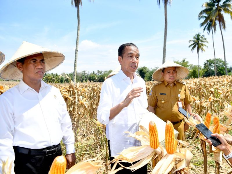 Presiden Jokowi meninjau panen raya jagung di Kabupaten Boalemo, Provinsi Gorontalo pada Senin (22/04/2024). (Foto: BPMI Setpres/Rusman)

