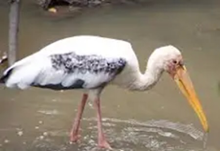 
Populasi Bangau Bluwok terancam punah akibat pencemaran sampah di
Pulau Rambut. (Foto:Ist)
