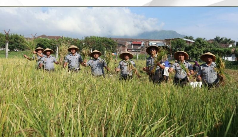 Lapas Kelas IIA Garut melaksanakan panen padi di lahan asimilasi, Selasa, (12/11/2024)(Foto: Istimewa)