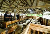 
Sekda Jabar Herman Suryatman meninjau UPTD Balai Pengembangan Perbibitan Ternak Domba dan Kambing Margawati Dinas Ketahanan Pangan dan Peternakan di Kelurahan Sukanegla, Kecamatan Garut Kota, Kabupaten Garut, Sabtu (4/1/2025).(Foto: biro adpim jabar)