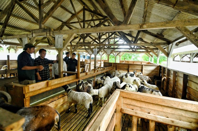 
Sekda Jabar Herman Suryatman meninjau UPTD Balai Pengembangan Perbibitan Ternak Domba dan Kambing Margawati Dinas Ketahanan Pangan dan Peternakan di Kelurahan Sukanegla, Kecamatan Garut Kota, Kabupaten Garut, Sabtu (4/1/2025).(Foto: biro adpim jabar)